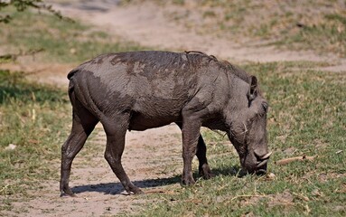 African pig warthog in natural habitat, Kruger National Park in South Africa