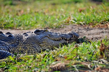 Close up of big african crocodile in natural habitat, Chobe National Park in Botswana