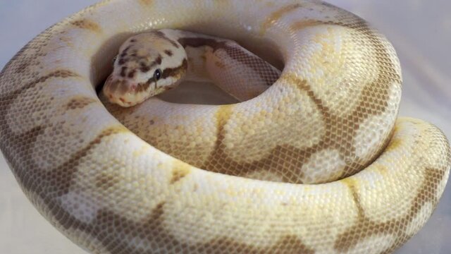 Closeup of Python that curls up in a circle at a pet festival.