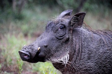 Closeup of African warthog (Phacochoerus africanus) in natural habitat, Kruger National Park in South Africa