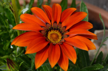close up of gazania flower or african daisy in a garden