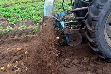 Harvesting potatoes from the field with an old blue tractor. Harvesting machinery working in a potato field