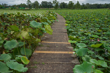 A wooden bridge over the lake to see lotus ponds