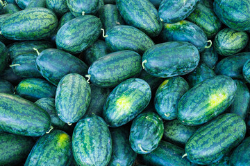 A lot of large ripe green striped watermelons