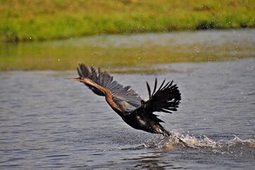 African Darter (anhinga rufa) taking off above Chobe river, Botswana