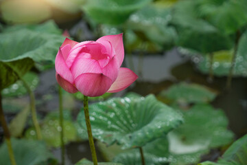 The pink lilies in the lotus field are aquatic plants

