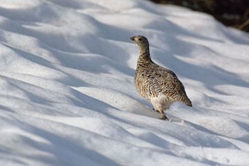 Female Rock Ptarmigan (Lagopus muta) in summer plumage