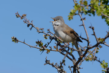 Common Whitethroat (Sylvia communis) singing on a branch