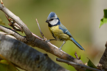 Obraz premium Eurasian Blue Tit (Cyanistes caeruleus) perched on a branch