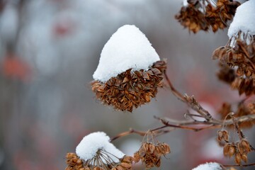 Branch with dry fruits of ninebark   covered with snow in winter close up