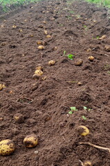 Fresh organic potatoes in the field, harvesting potatoes from soil. Potato Harvesting.