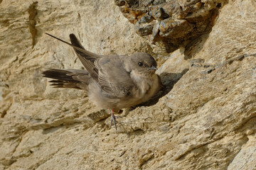 Eurasian Crag Martins (Ptyonoprogne rupestris) resting on a rock
