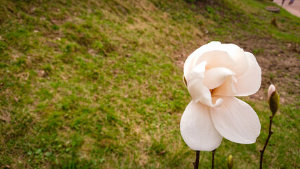 Flower And Buds Of The Magnolia Grandiflora, The Southern Magnolia Or Bull Bay, Tree Of The Family Magnoliaceae