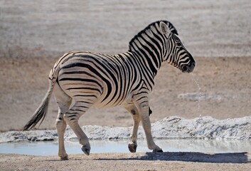 Fototapeta na wymiar Common zebra at waterhole in desert area of Okavango delta, Botswana