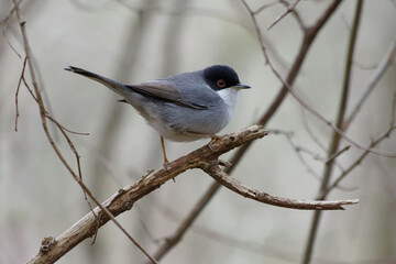 Male Sardinian Warbler (Sylvia melanocephala)