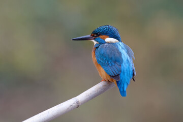 Common Kingfisher (Alcedo atthis) on a branch