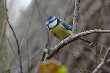 Fototapeta premium Eurasian Blue Tit (Cyanistes caeruleus) perched on a branch