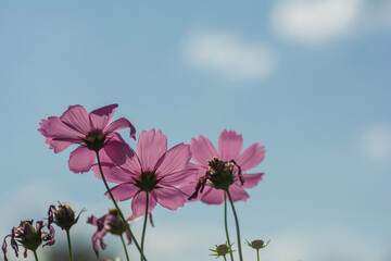Pink cosmos flowers on  sky Background