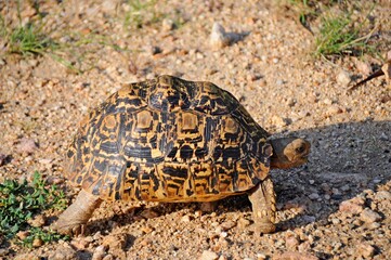 Close up of speckled turtle in real habitat, Kruger National Park, South Africa