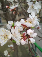tree blossom