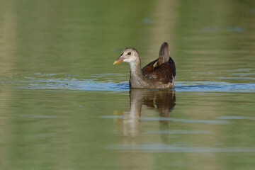 Juvenile Common Moorhen (Gallinula chloropus)