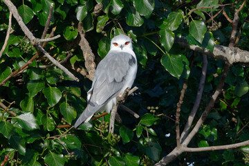 Black-winged Kite (Elanus caeruleus) perched on a branch