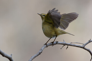 Common Chiffchaff (Phylloscopus collybita) flapping its wings on a branch