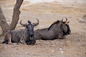 Two males wildebeest resting under a tree in Chobe national park, Botswana