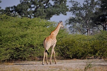 Naklejka na ściany i meble African wild giraffe walking in real habitat, Kruger National Park in South Africa