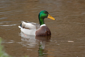 Male Mallard (Anas platyrhynchos) swimming on a river