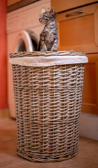 Obraz premium Gatito lavadero