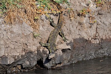 Monitor lizard on Chobe river bank, Varanus niloticus in natural habitat, Botswana