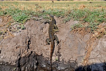 View of monitor lizard on Chobe river bank, Varanus niloticus in natural habitat, Botswana