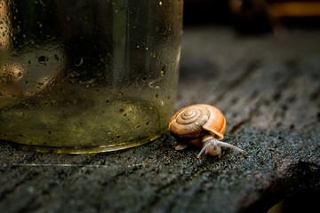 A small snail on a damp wooden floor