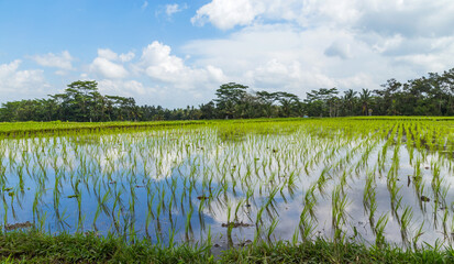 Rice fields of Bali