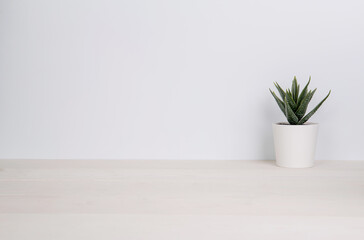 Mini plant succulent on wooden white desk, little plant and leaf in potted on table, copy space,...