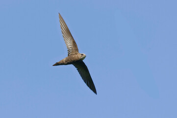 Pallid Swift (Apus pallidus) flying