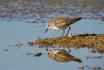 Little Stint (Calidris minuta) in winter plumage 