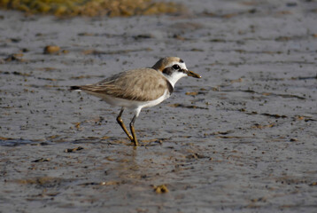 Kentish Plover (Charadrius alexandrinu)