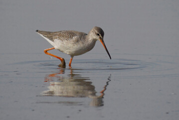 Spotted Redshank (Tringa erythropus) in winter plumage 