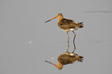 Black-tailed Godwit (Limosa limosa) in winter plumage