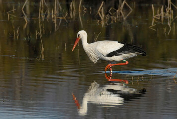 White Stork (Ciconia ciconia)