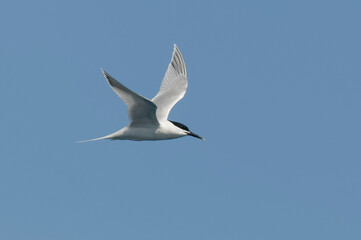 Sandwich Tern (Thalasseus sandvicensis) in flight 