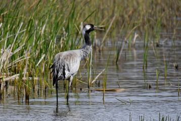Common crane (Grus grus)