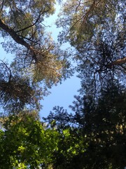 trees and sky