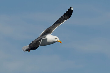 Lesser Black-backed Gull (Larus fuscus) flying