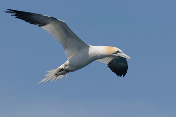 Obraz premium Northern Gannet (Morus bassanus) flying