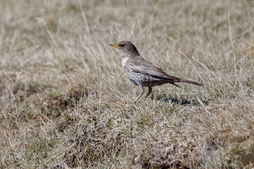 Ring Ouzel (Turdus torquatus)