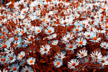 Brown autumn background. Lots of daisies. - 379409092