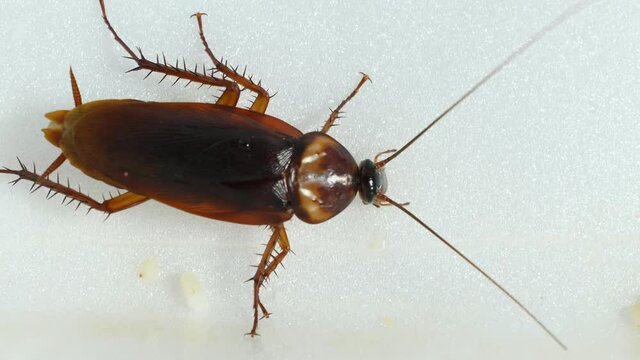 4K 60fps: Close-up view of a brown cockroach eating food on a white foam box. Dirty insects